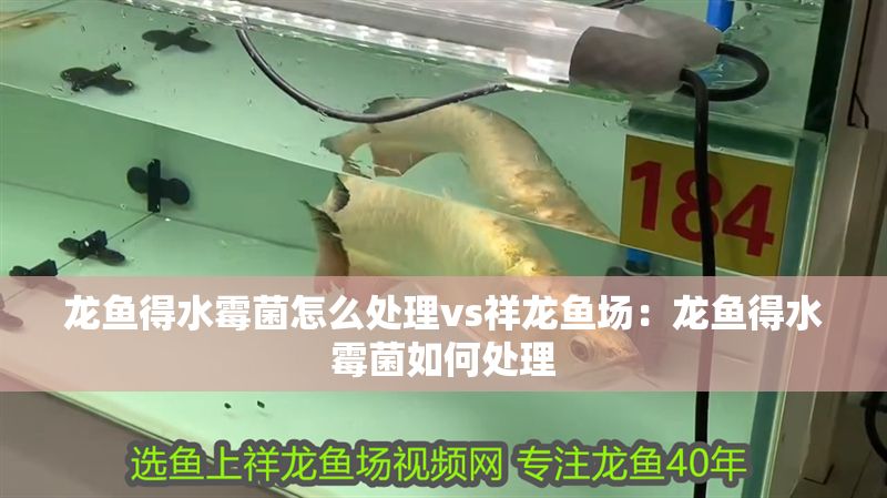 龍魚(yú)得水霉菌怎么處理vs祥龍魚(yú)場(chǎng)：龍魚(yú)得水霉菌如何處理