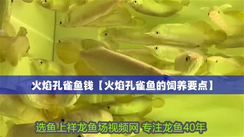 火焰孔雀魚錢【火焰孔雀魚的飼養要點】