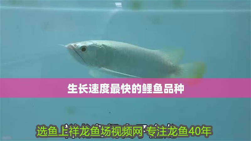 魚缸過濾器選購指南:自制魚缸過濾器魚缸上置過濾器對于養魚愛好者的必備知識 生長速度最快的鯉魚品種 龍魚論壇 生長速度最快的鯉魚品種 生長速度最快的鯉魚品種 龍魚論壇