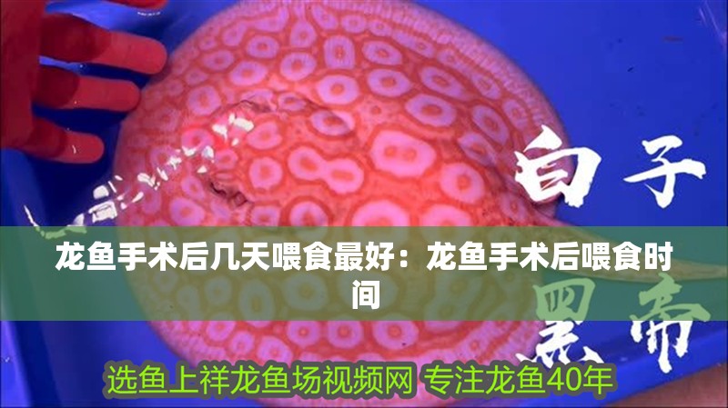 龍魚手術后幾天喂食最好：龍魚手術后喂食時間