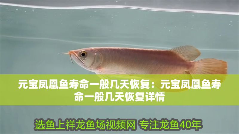 元寶鳳凰魚壽命一般幾天恢復(fù)：元寶鳳凰魚壽命一般幾天恢復(fù)詳情