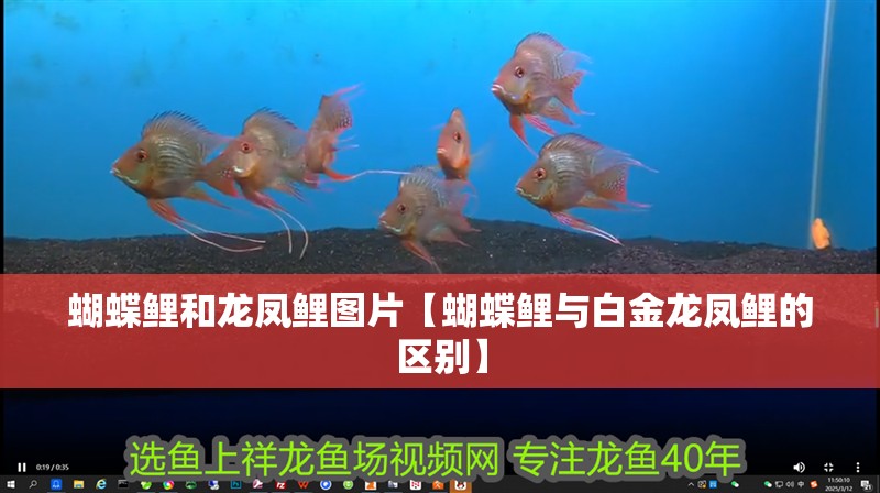 蝴蝶鯉和龍鳳鯉圖片【蝴蝶鯉與白金龍鳳鯉的區(qū)別】