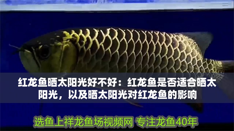 紅龍魚曬太陽光好不好：紅龍魚是否適合曬太陽光，以及曬太陽光對紅龍魚的影響