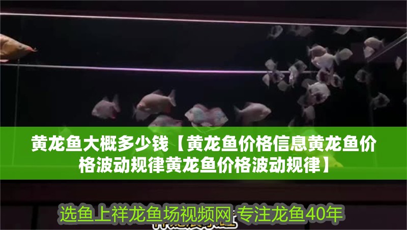 黃龍魚大概多少錢【黃龍魚價格信息黃龍魚價格波動規律黃龍魚價格波動規律】 黃龍魚大概多少錢【黃龍魚價格信息黃龍魚價格波動規律黃龍魚價格波動規律】 龍魚百科