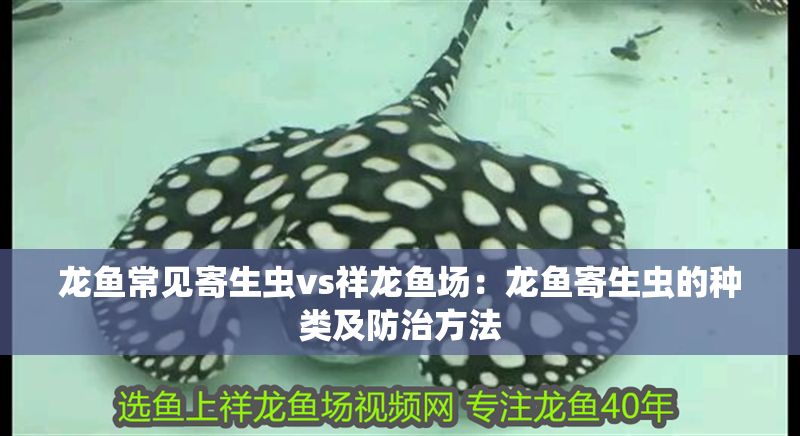 龍魚常見寄生蟲vs祥龍魚場：龍魚寄生蟲的種類及防治方法
