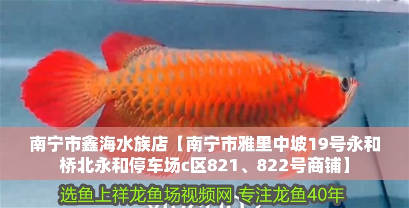 南寧市鑫海水族店【南寧市雅里中坡19號<strong><mark>永和</mark></strong>橋北<strong><mark>永和</mark></strong>停車場c區821、822號商鋪】