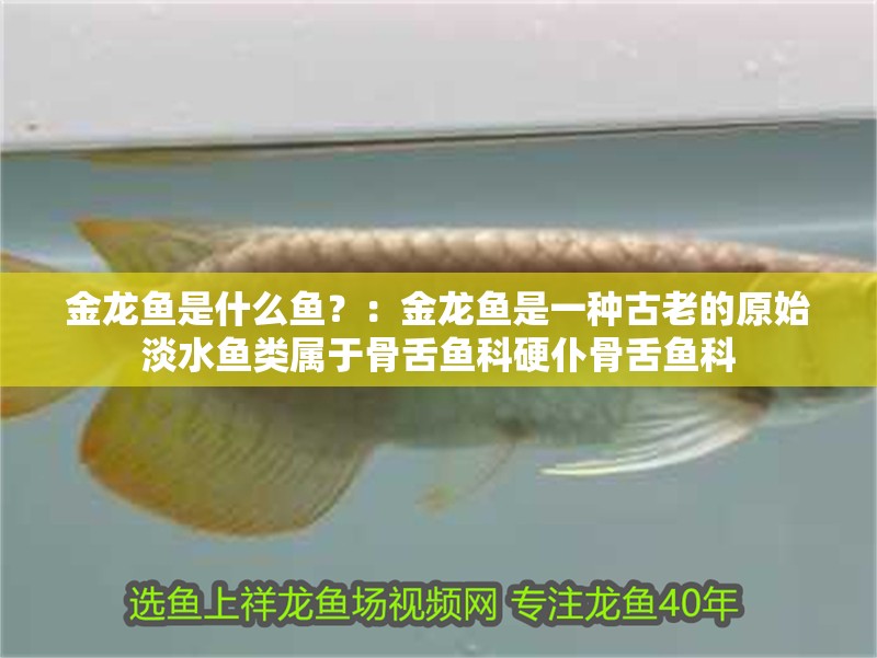 金龍魚是什么魚？：金龍魚是一種古老的原始淡水魚類屬于骨舌魚科硬仆骨舌魚科