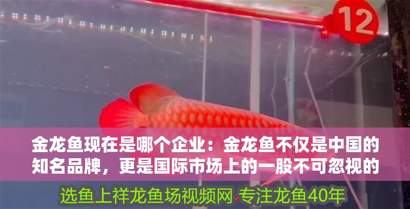 金龍魚現在是哪個企業：金龍魚不僅是中國的知名品牌，更是國際市場上的一股不可忽視的力量