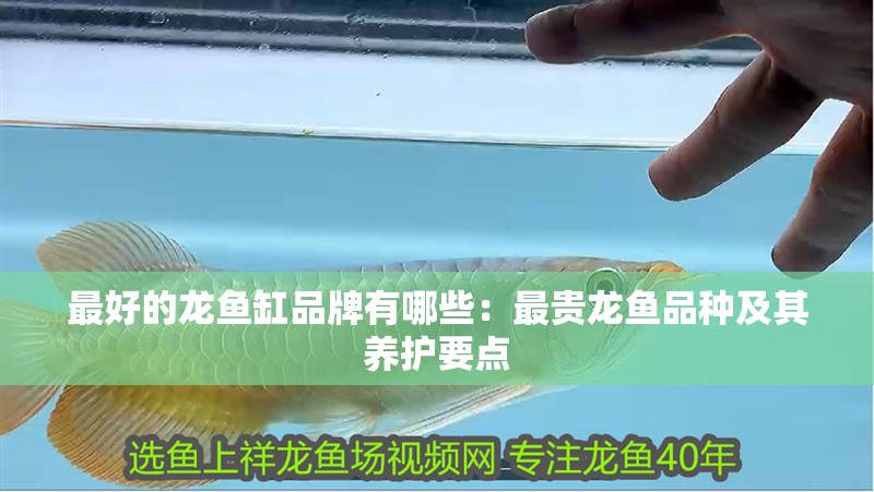 最好的龍魚(yú)缸品牌有哪些：最貴龍魚(yú)品種及其養(yǎng)護(hù)要點(diǎn)