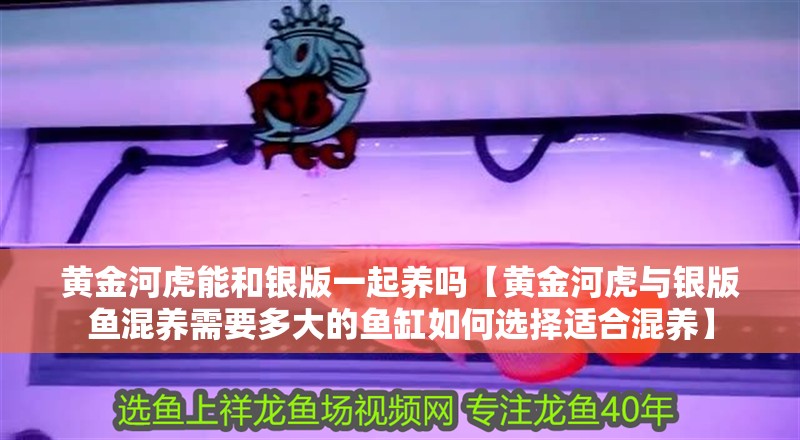 黃金河虎能和銀版一起養(yǎng)嗎【黃金河虎與銀版魚混養(yǎng)需要多大的魚缸如何選擇適合混養(yǎng)】