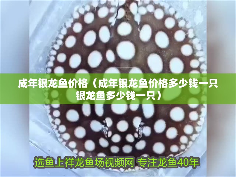 成年銀龍魚價格（成年銀龍魚價格多少錢一只銀龍魚多少錢一只） 成年銀龍魚價格（成年銀龍魚價格多少錢一只銀龍魚多少錢一只） 龍魚百科