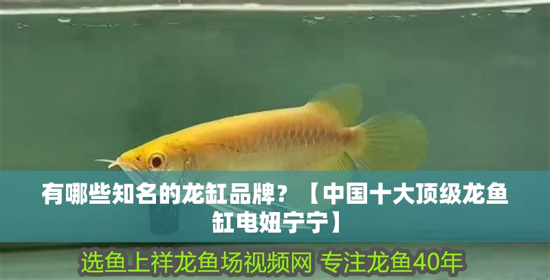 有哪些知名的龍缸品牌？【中國十大頂級龍魚缸電妞寧寧】