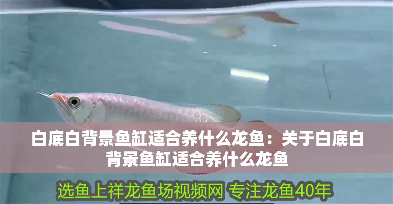 白底白背景魚缸適合養什么龍魚：關于白底白背景魚缸適合養什么龍魚