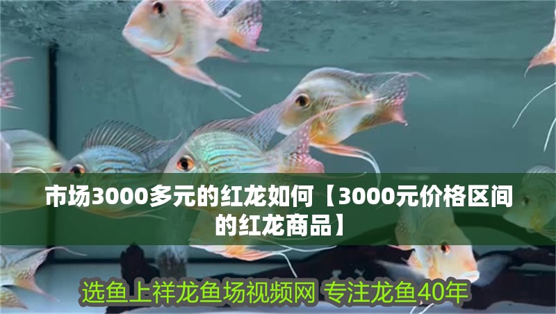 魚缸用增氧泵價格是多少:魚缸增氧機-xtrac增氧機-xtrac增氧機 市場3000多元的紅龍如何【3000元價格區間的紅龍商品】 龍魚論壇 市場3000多元的紅龍如何【3000元價格區間的紅龍商品】 市場3000多元的紅龍如何【3000元價格區間的紅龍商品】 龍魚論壇