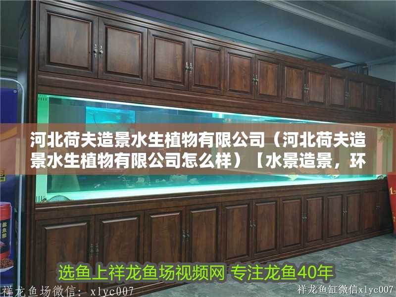 河北荷夫造景水生植物有限公司（河北荷夫造景水生植物有限公司怎么樣）【水景造景，環境修復,水生植物種植,河北荷夫造景】