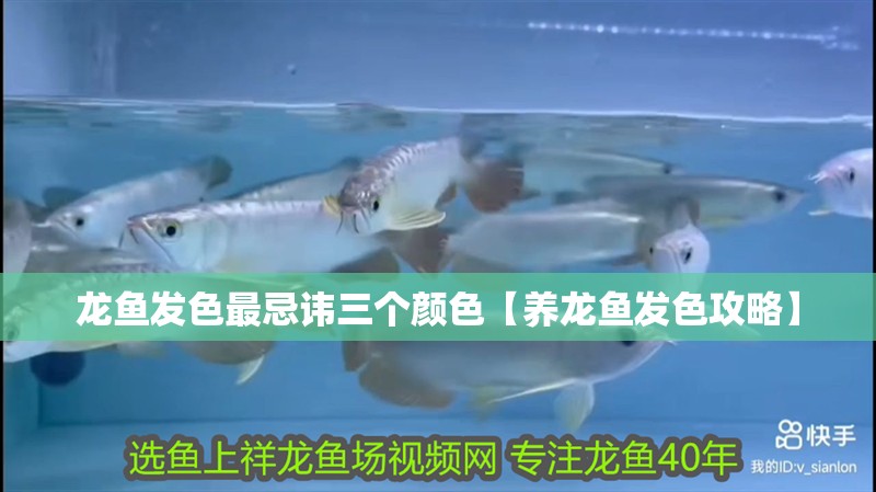 龍魚發(fā)色最忌諱三個(gè)顏色【養(yǎng)龍魚發(fā)色攻略】