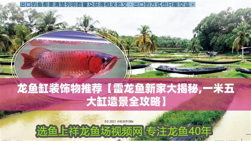 龍魚缸裝飾物推薦【雷龍魚新家大揭秘,一米五大缸造景全攻略】