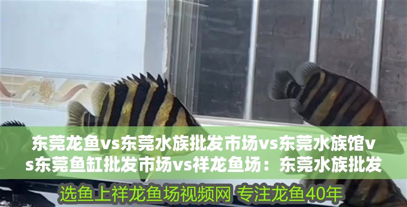 東莞龍魚vs東莞水族批發市場vs東莞水族館vs東莞魚缸批發市場vs祥龍魚場：東莞水族批發市場