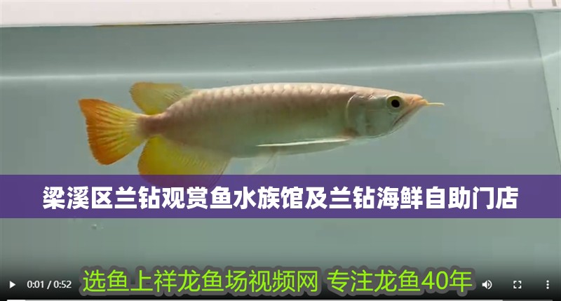 梁溪區蘭鉆觀賞魚水族館及蘭鉆海鮮自助門店 梁溪區蘭鉆觀賞魚水族館及蘭鉆海鮮自助門店 全國水族館企業名錄