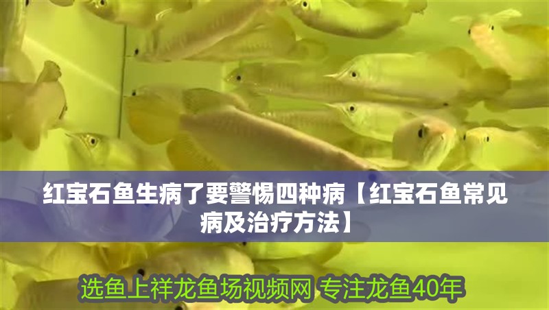 紅寶石魚生病了要警惕四種病【紅寶石魚常見病及治療方法】 紅寶石魚生病了要警惕四種病【紅寶石魚常見病及治療方法】 龍魚論壇