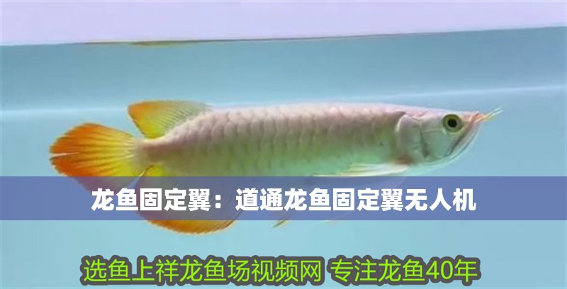 龍魚固定翼：道通龍魚固定翼無人機 龍魚固定翼：道通龍魚固定翼無人機 龍魚百科