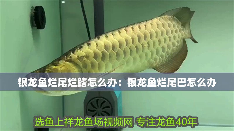 銀龍魚爛尾爛鰭怎么辦：銀龍魚爛尾巴怎么辦
