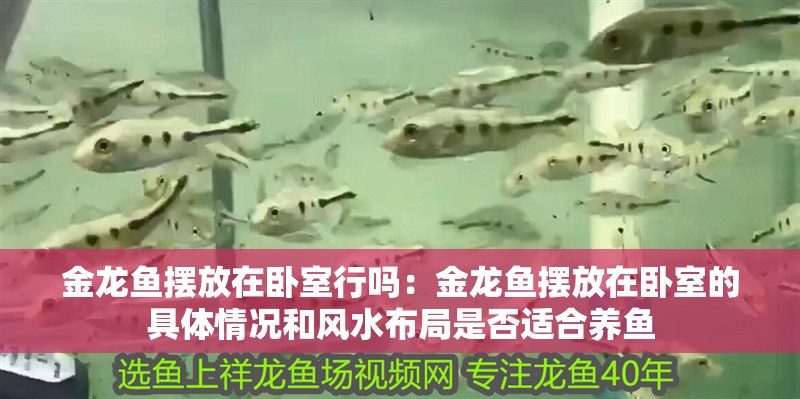 金龍魚擺放在臥室行嗎：金龍魚擺放在臥室的具體情況和風水布局是否適合養魚 金龍魚擺放在臥室行嗎：金龍魚擺放在臥室的具體情況和風水布局是否適合養魚 龍魚百科