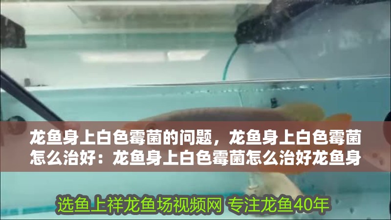 龍魚身上白色霉菌的問題，龍魚身上白色霉菌怎么治好：龍魚身上白色霉菌怎么治好龍魚身上白色霉菌怎么治好 龍魚身上白色霉菌的問題，龍魚身上白色霉菌怎么治好：龍魚身上白色霉菌怎么治好龍魚身上白色霉菌怎么治好 龍魚百科
