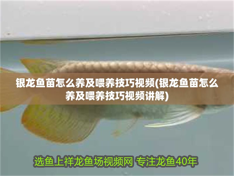 銀龍魚苗怎么養及喂養技巧視頻(銀龍魚苗怎么養及喂養技巧視頻講解)