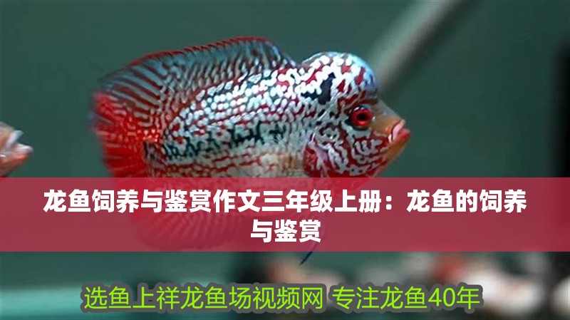 龍魚飼養與鑒賞作文三年級上冊：龍魚的飼養與鑒賞