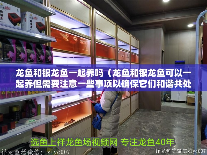 龍魚和銀龍魚一起養嗎（龍魚和銀龍魚可以一起養但需要注意一些事項以確保它們和諧共處）