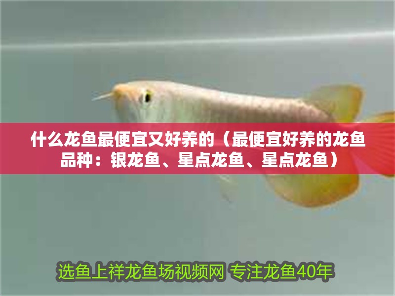 什么龍魚最便宜又好養(yǎng)的（最便宜好養(yǎng)的龍魚品種：銀龍魚、星點龍魚、星點龍魚）