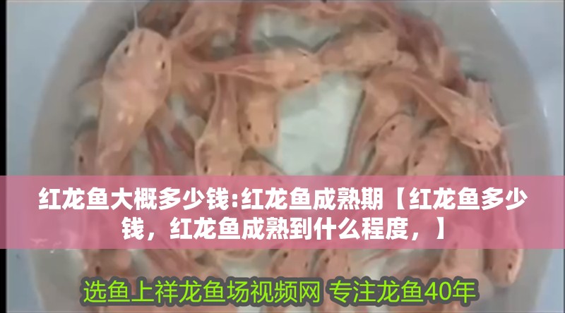 紅龍魚大概多少錢:紅龍魚成熟期【紅龍魚多少錢，紅龍魚成熟到什么程度，】