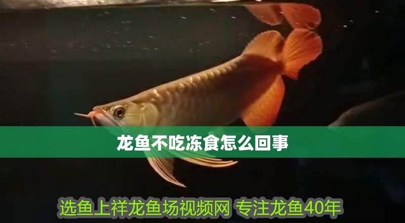 龍魚不吃凍食怎么回事