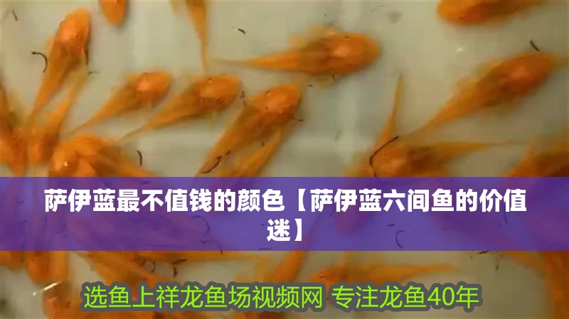 薩伊藍最不值錢的顏色【薩伊藍六間魚的價值迷】