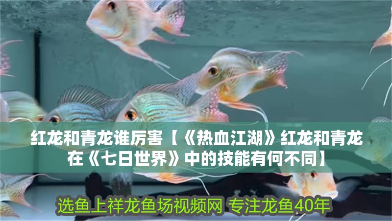 魚缸過濾器選購指南:自制魚缸過濾器魚缸上置過濾器對于養魚愛好者的必備知識 紅龍和青龍誰厲害【《熱血江湖》紅龍和青龍在《七日世界》中的技能有何不同】 龍魚論壇 紅龍和青龍誰厲害【《熱血江湖》紅龍和青龍在《七日世界》中的技能有何不同】 紅龍和青龍誰厲害【《熱血江湖》紅龍和青龍在《七日世界》中的技能有何不同】 龍魚論壇