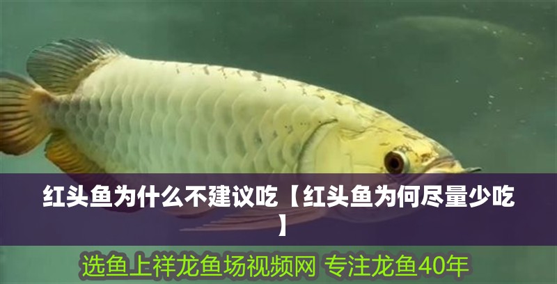 紅頭魚為什么不建議吃【紅頭魚為何盡量少吃】