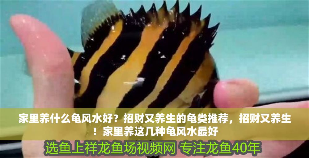 家里養什么龜風水好？招財又養生的龜類推薦，招財又養生！家里養這幾種龜風水最好