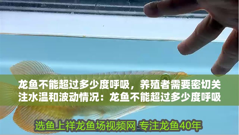 龍魚不能超過多少度呼吸，養殖者需要密切關注水溫和波動情況：龍魚不能超過多少度呼吸呢？