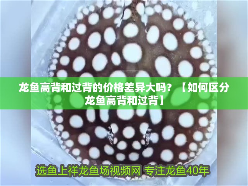 龍魚高背和過背的價格差異大嗎？【如何區分龍魚高背和過背】 龍魚高背和過背的價格差異大嗎？【如何區分龍魚高背和過背】 龍魚論壇