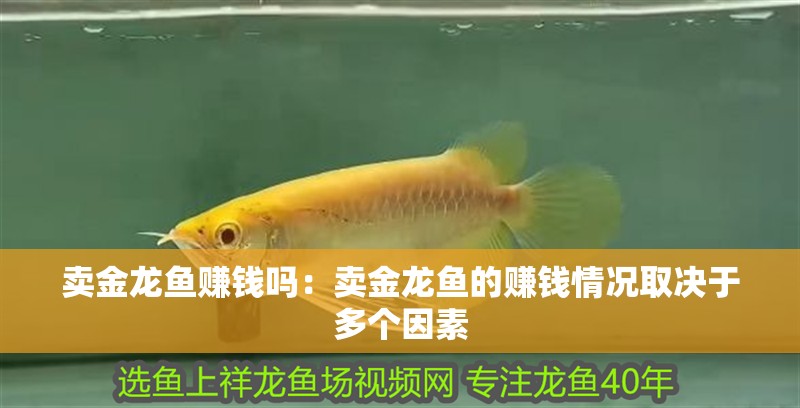 賣金龍魚賺錢嗎：賣金龍魚的賺錢情況取決于多個因素