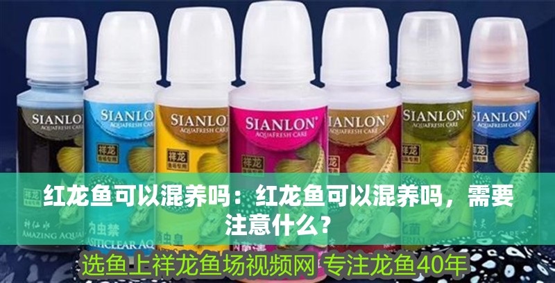 紅龍魚可以混養嗎：紅龍魚可以混養嗎，需要注意什么？