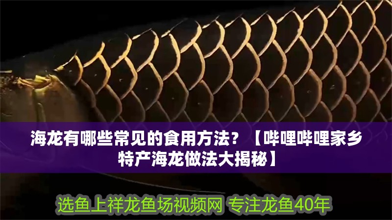 海龍有哪些常見的食用方法？【嗶哩嗶哩家鄉特產海龍做法大揭秘】