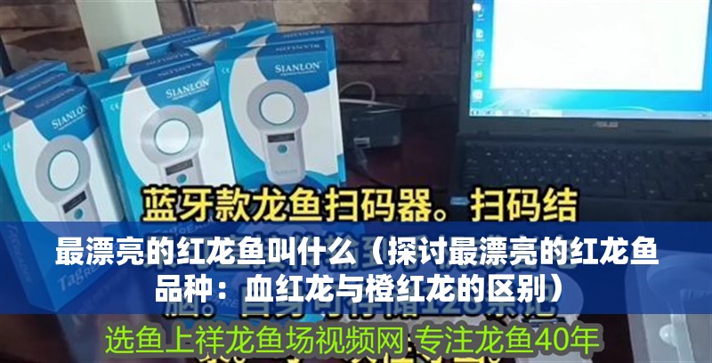 最漂亮的紅龍魚叫什么（探討最漂亮的紅龍魚品種：血紅龍與橙紅龍的區別）