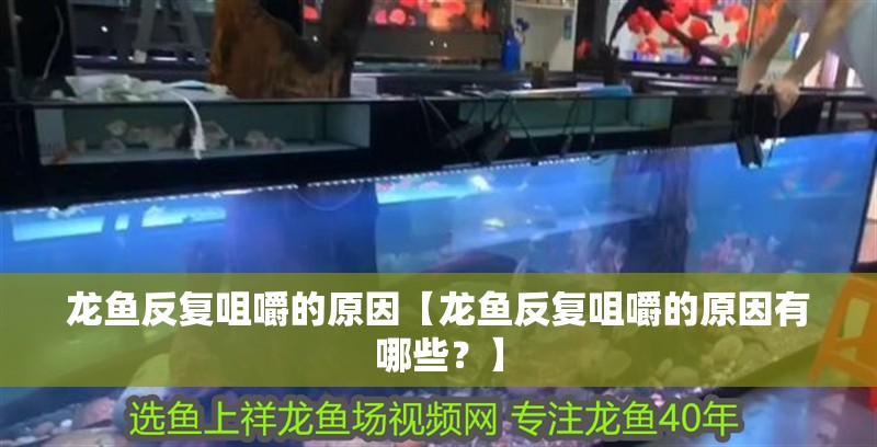 龍魚反復咀嚼的原因【龍魚反復咀嚼的原因有哪些？】