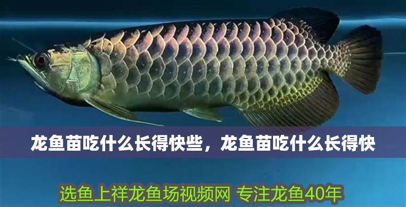 龍魚苗吃什么長得快些，龍魚苗吃什么長得快