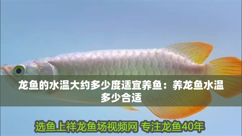龍魚的水溫大約多少度適宜養魚：養龍魚水溫多少合適
