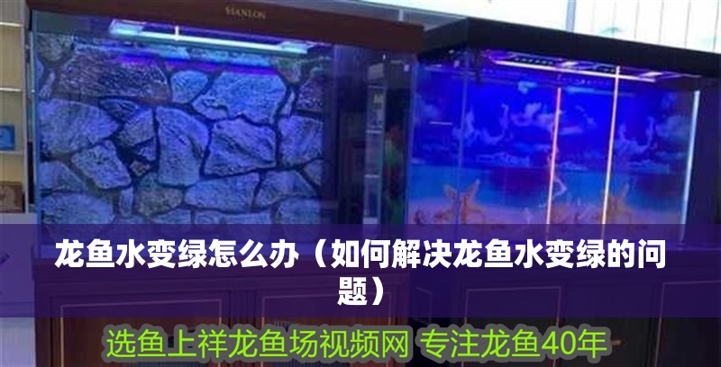龍魚水變綠怎么辦（如何解決龍魚水變綠的問題）