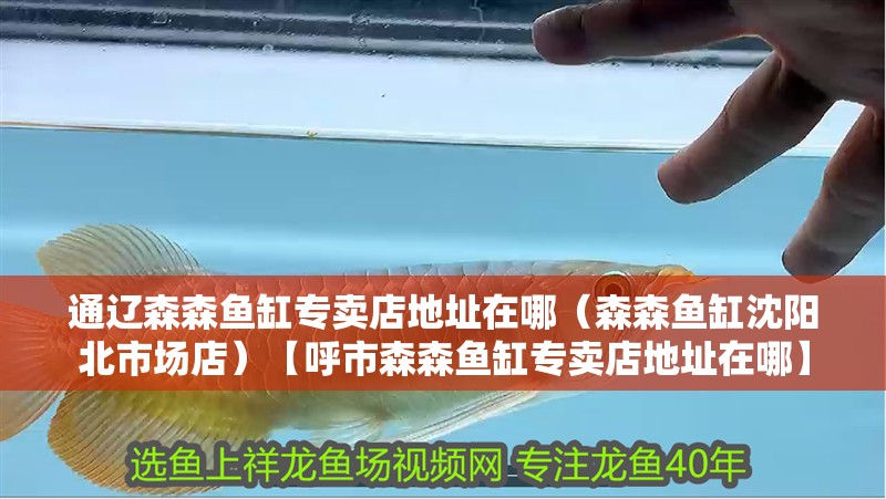 通遼森森魚缸專賣店地址在哪（森森魚缸沈陽北市場店）【<strong><mark>呼市</mark></strong>森森魚缸專賣店地址在哪】