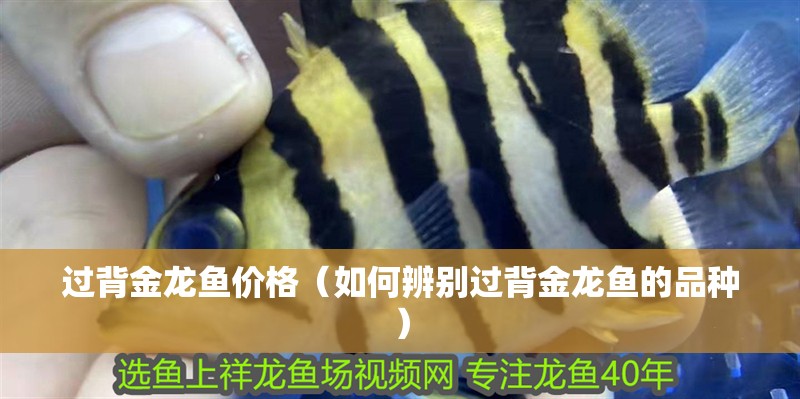 過(guò)背金龍魚(yú)價(jià)格（如何辨別過(guò)背金龍魚(yú)的品種）